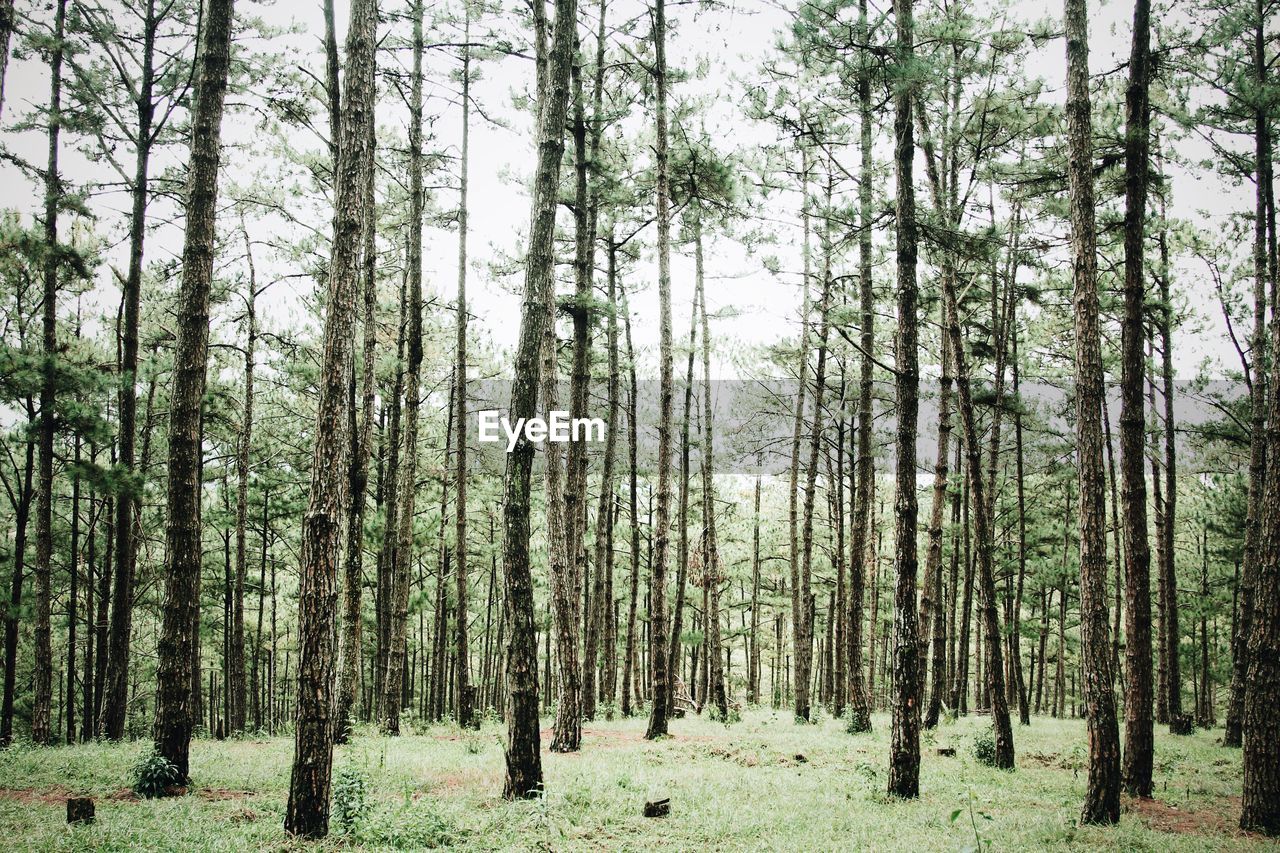 Trees growing in forest