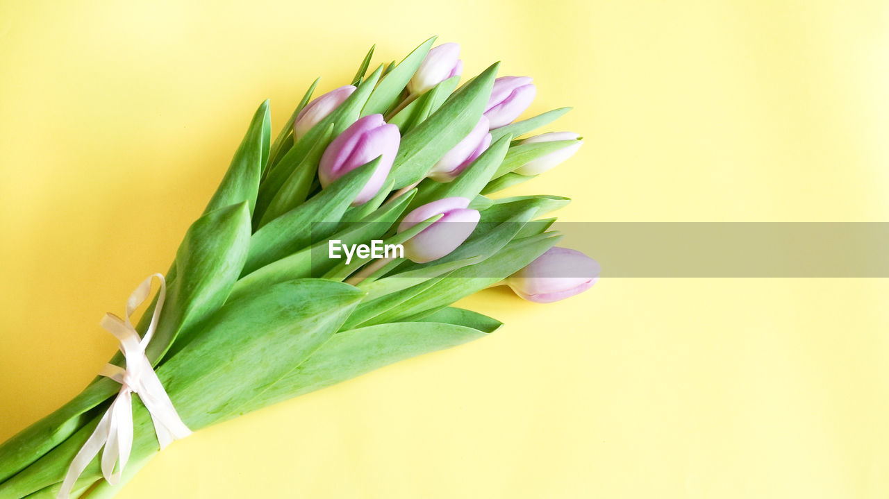 CLOSE-UP OF TULIP FLOWER