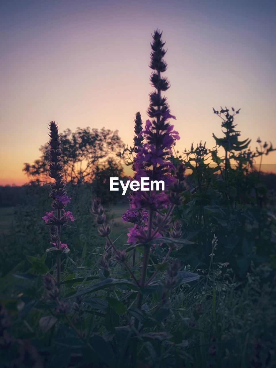 PURPLE FLOWERING PLANTS ON FIELD DURING SUNSET