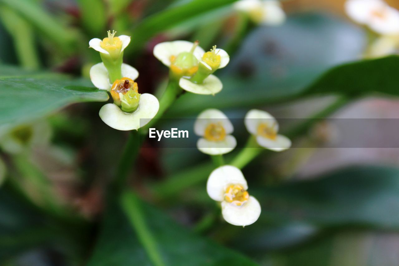 Close-up of white flowering plant