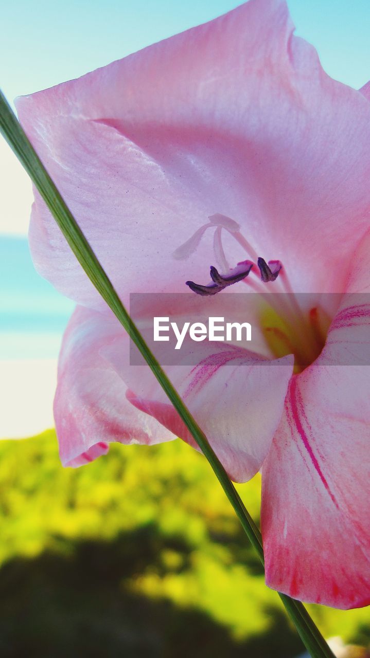 CLOSE-UP OF PINK FLOWER