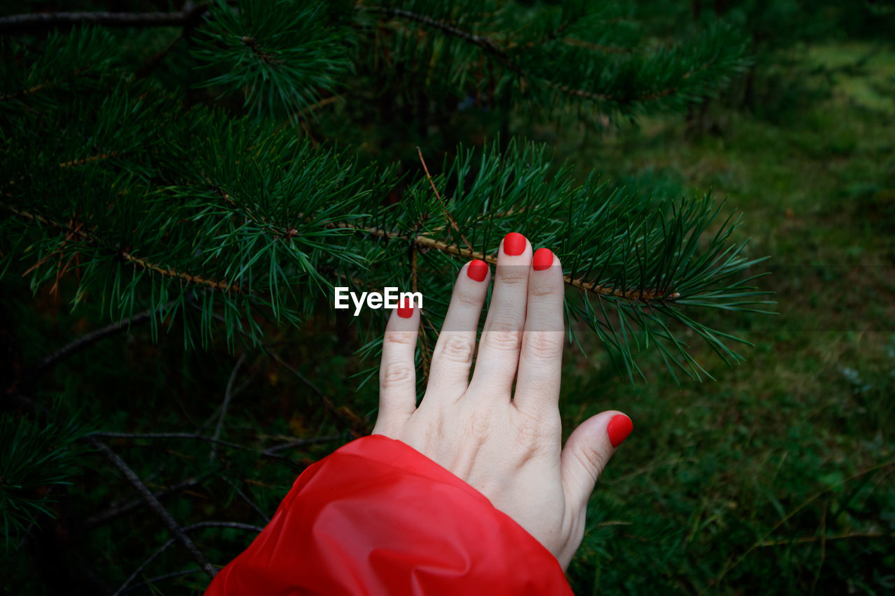 Woman's hand in a red raincoat is touching pine. 