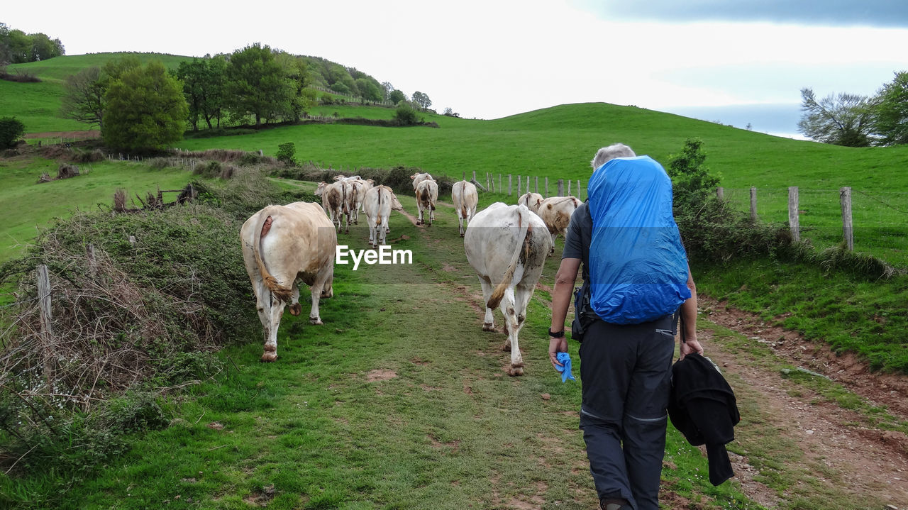 Rear view of man with cows walking on field against sky