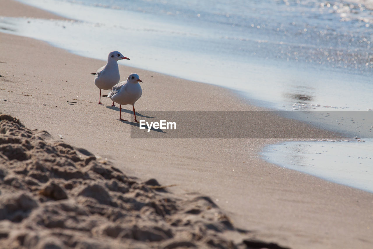 Seagull on the seaside
