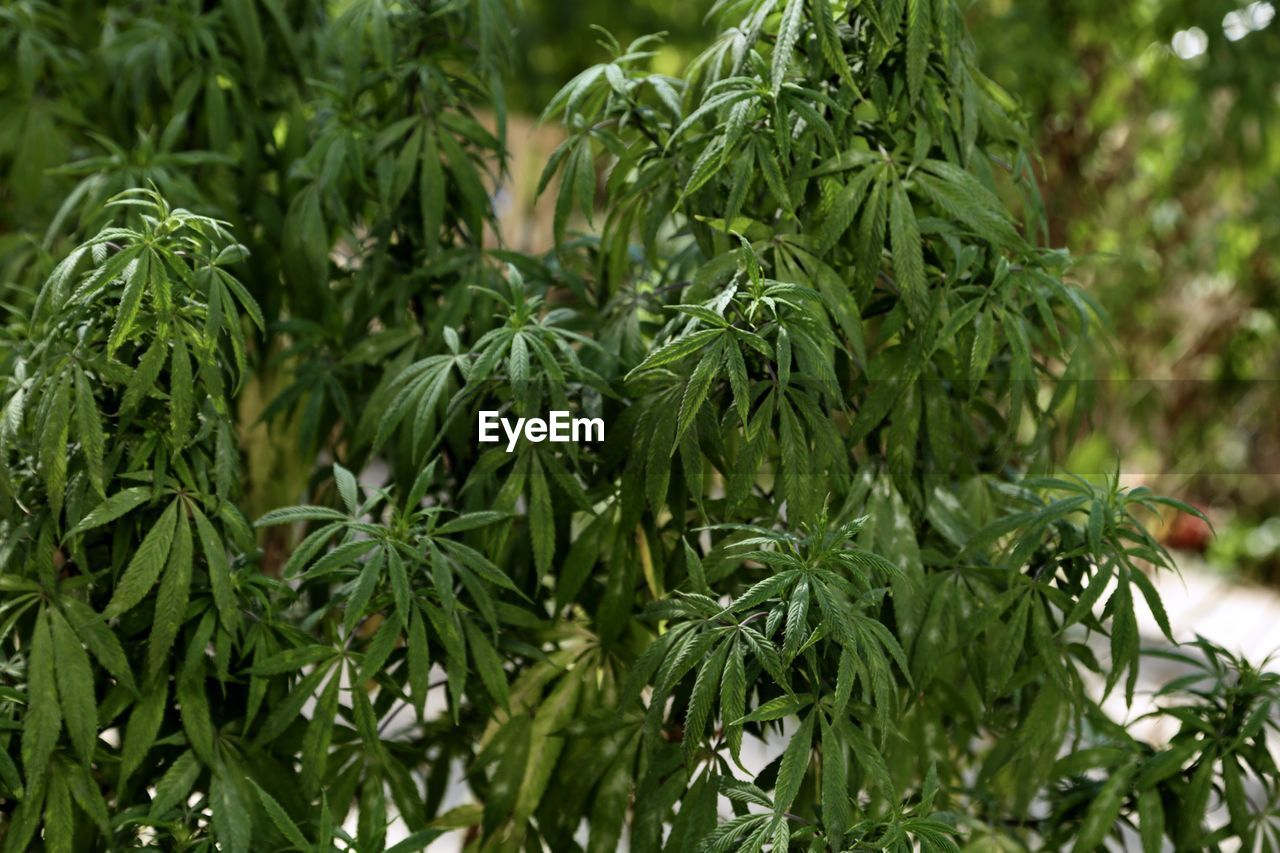 FULL FRAME SHOT OF GREEN PLANTS