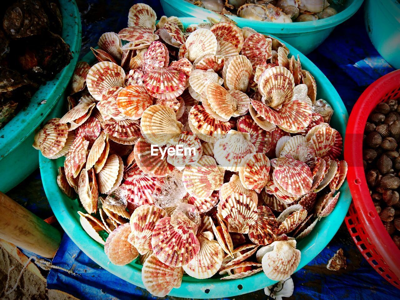 High angle view of clams in market for sale