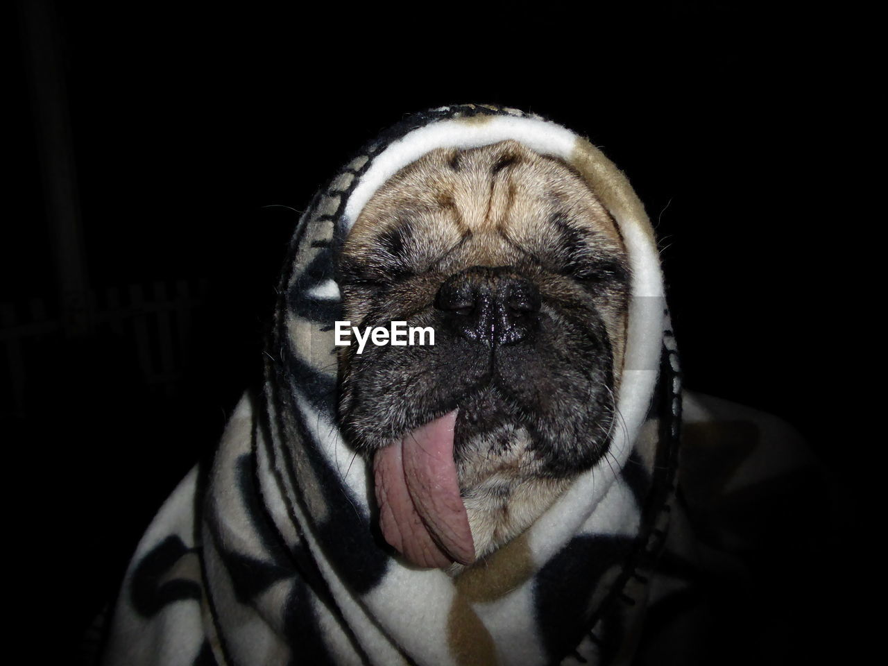 Close-up portrait of pug wrapped in blanket