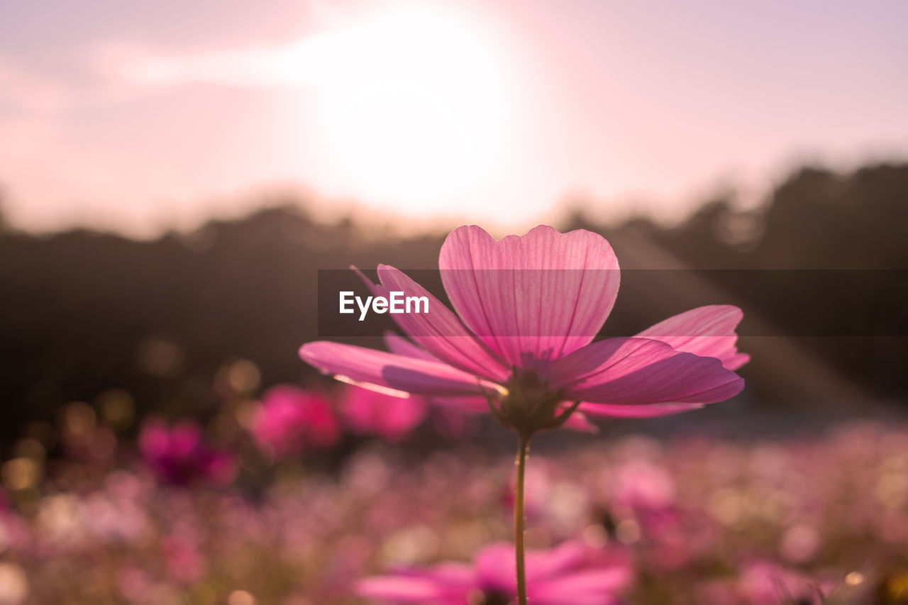flower, flowering plant, plant, freshness, beauty in nature, pink, nature, garden cosmos, sky, blossom, petal, close-up, macro photography, flower head, inflorescence, fragility, focus on foreground, cosmos, no people, sunlight, sunset, magenta, landscape, field, environment, outdoors, growth, springtime, summer, purple, tranquility, cosmos flower, selective focus, sun, scenics - nature, multi colored, botany, wildflower