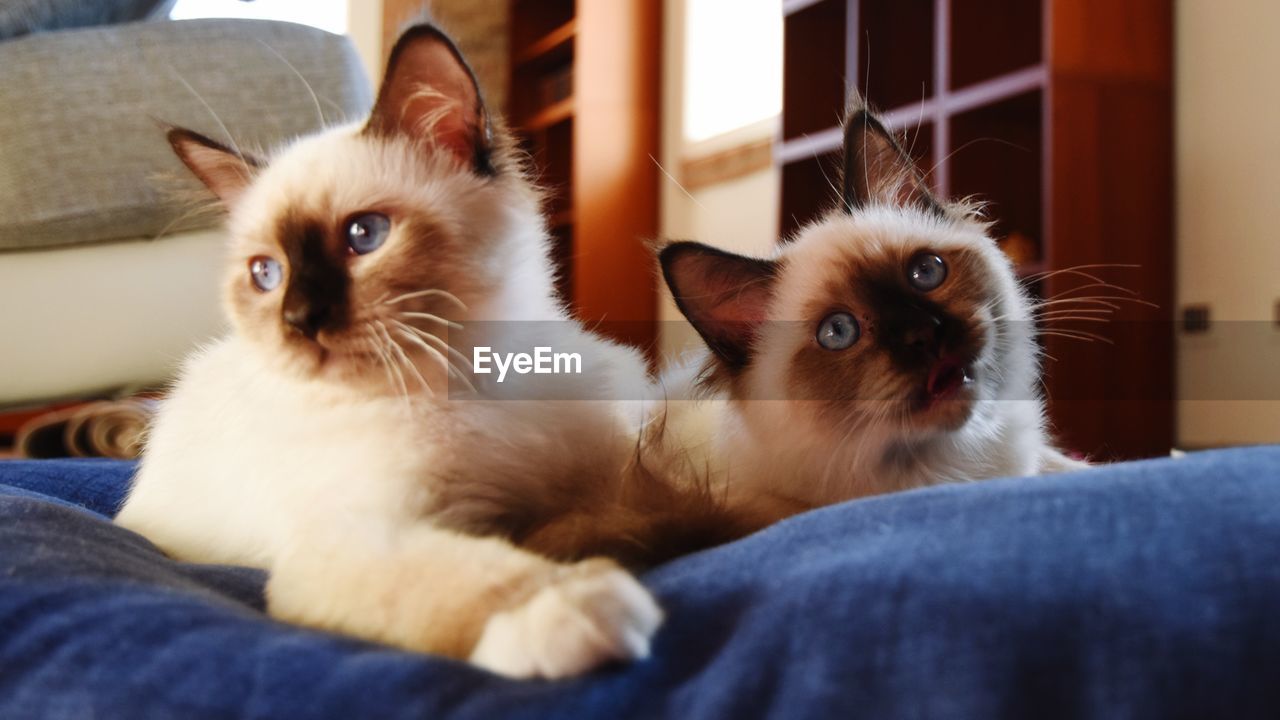 Portrait of kitten relaxing at home