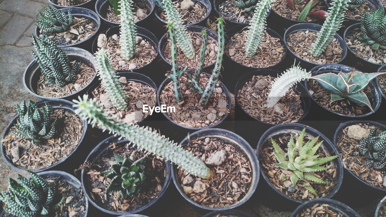 HIGH ANGLE VIEW OF SUCCULENT PLANTS IN POTTED PLANT