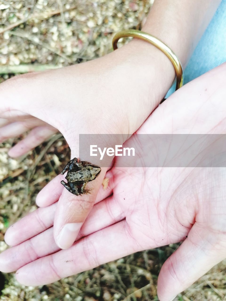 hand, animal, finger, animal themes, animal wildlife, one person, nature, one animal, close-up, day, jewellery, holding, wildlife, fashion accessory, adult, outdoors, focus on foreground, ring, jewelry, plant, leaf, women, high angle view, land, nail