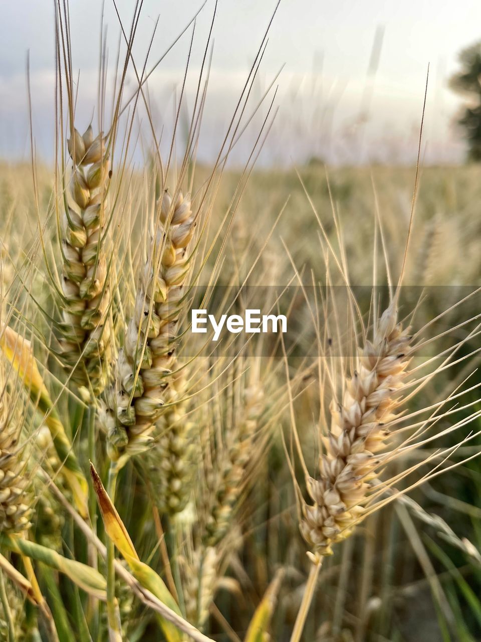 CLOSE-UP OF WHEAT FIELD