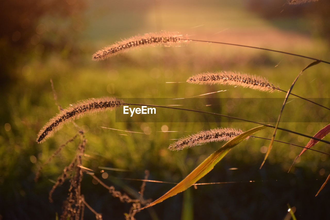 Close-up of crops on field