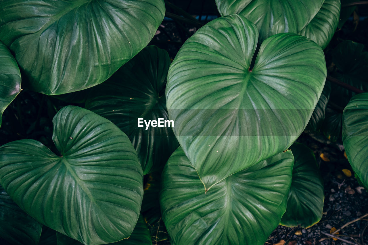 High angle view of leaves