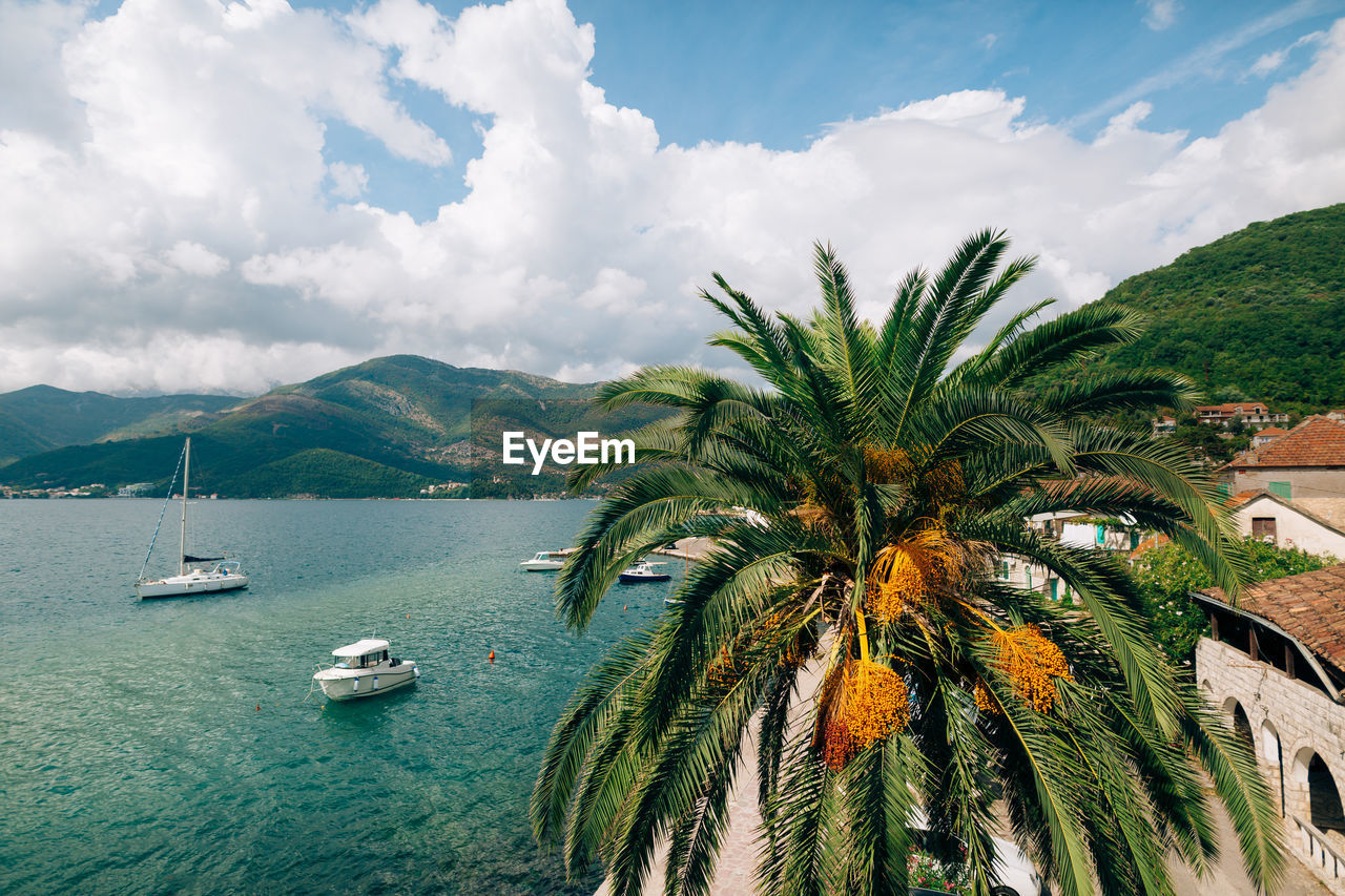 SCENIC VIEW OF PALM TREES ON SEA AGAINST SKY