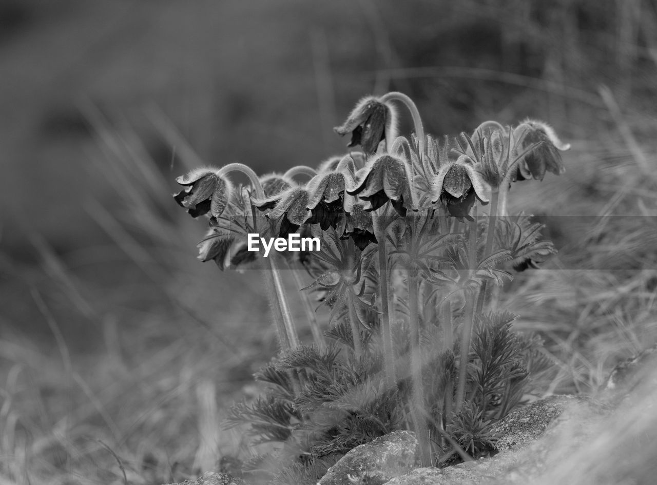 CLOSE-UP OF WILTED FLOWERS ON LAND