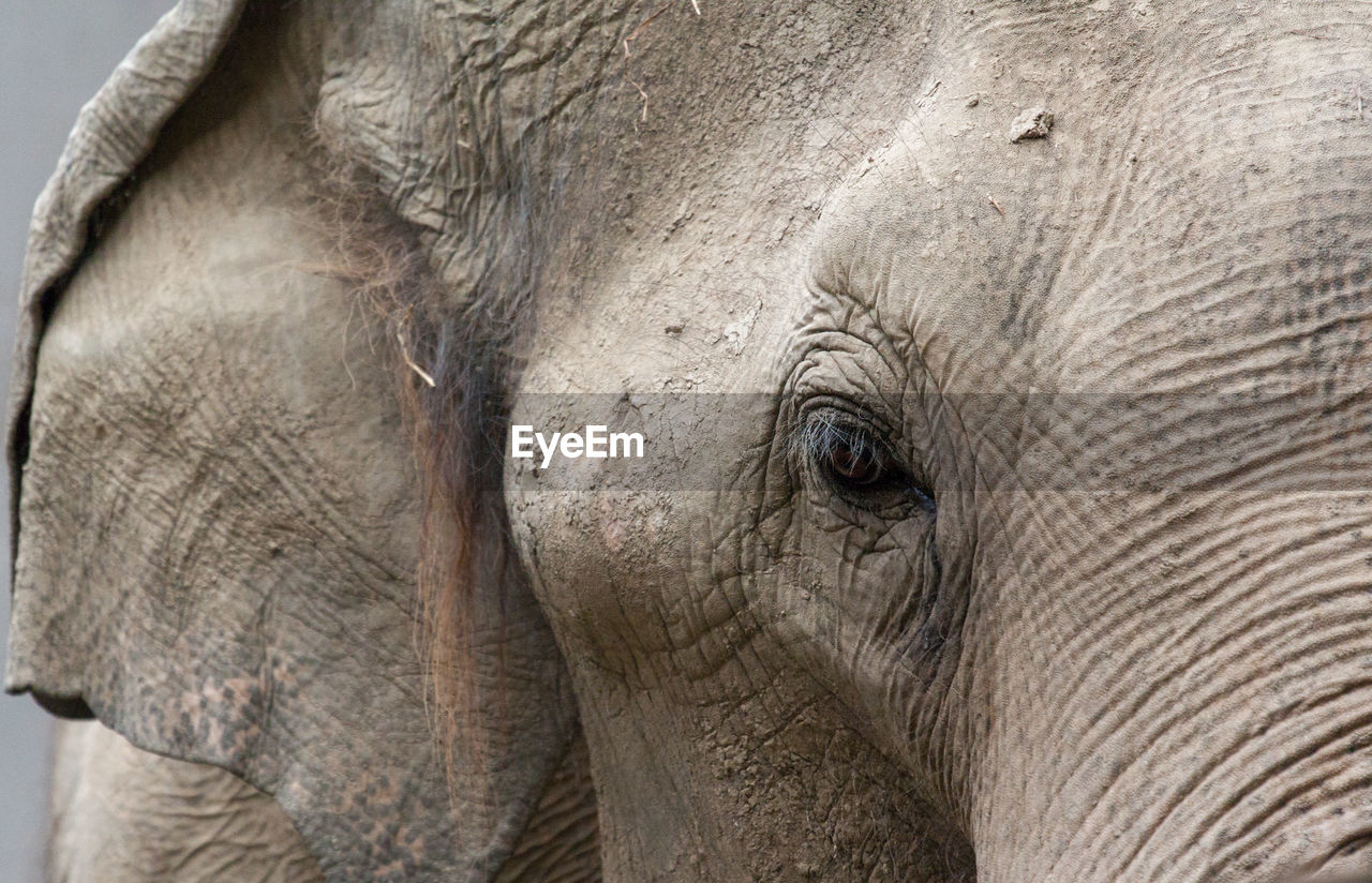 CLOSE-UP PORTRAIT OF ELEPHANT OUTDOORS