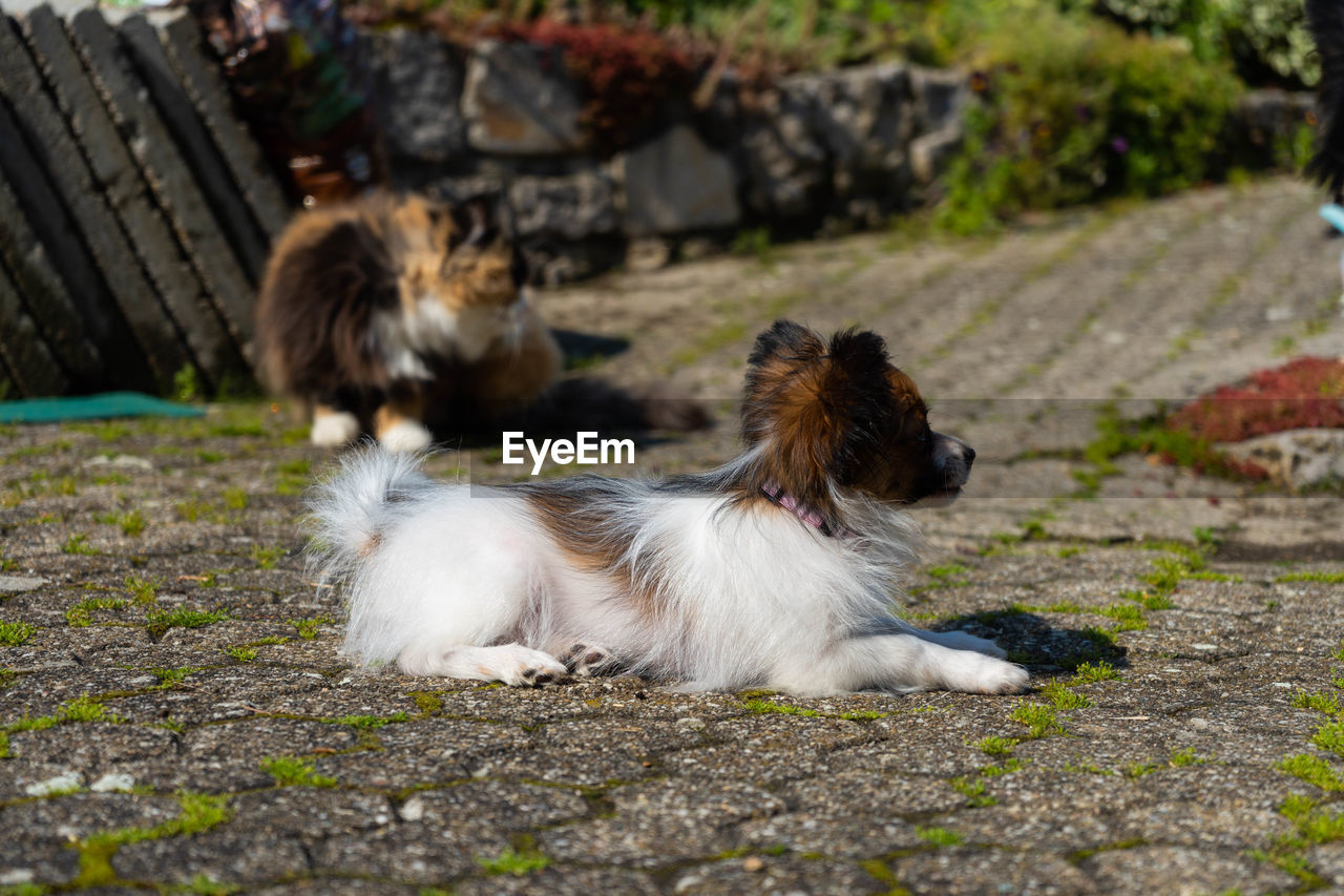 DOG RELAXING ON FOOTPATH