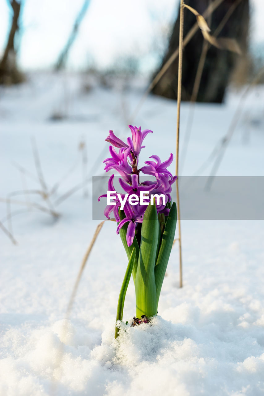 Purple hyacinth snowdrop flower in a snow early spring