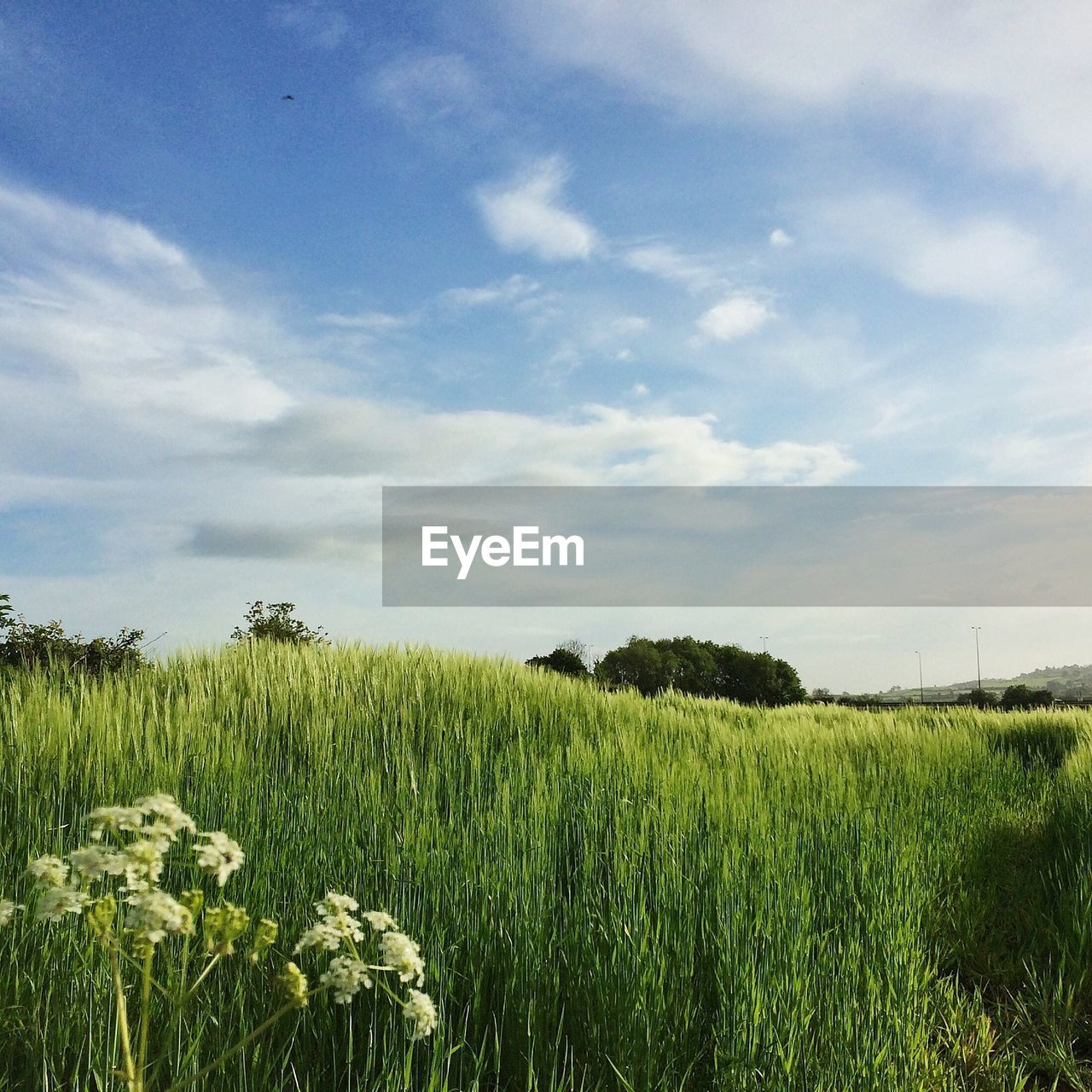 Idyllic meadow