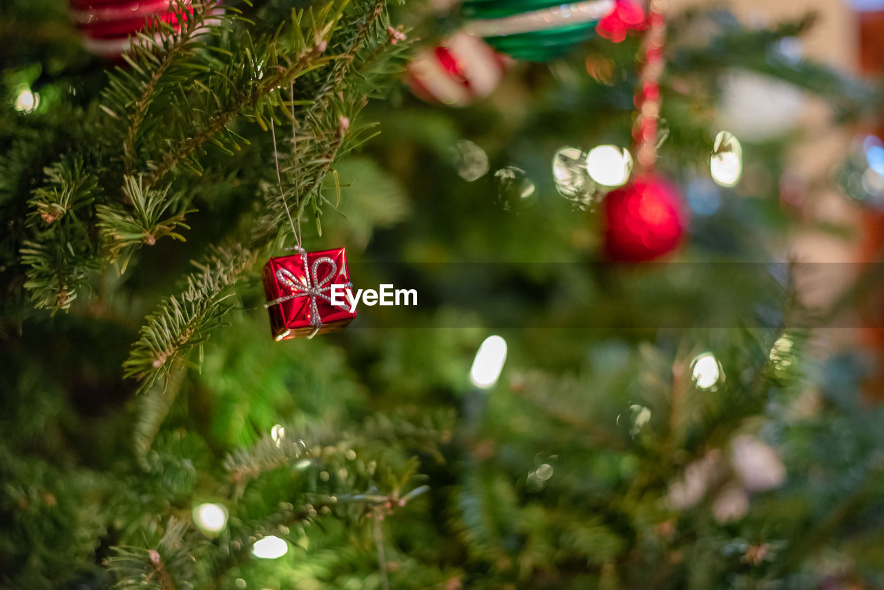 CLOSE-UP OF CHRISTMAS TREE WITH PLANT