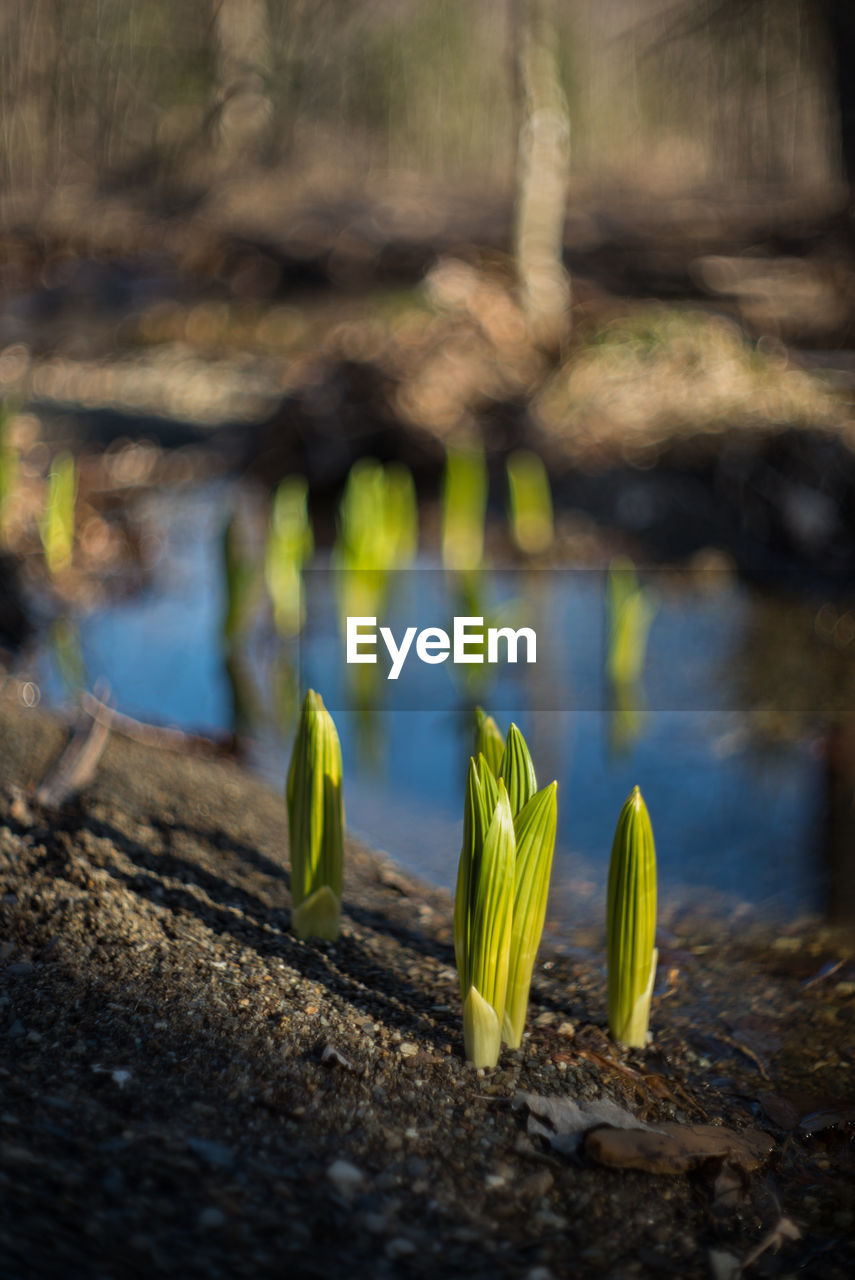 Plant growing in water