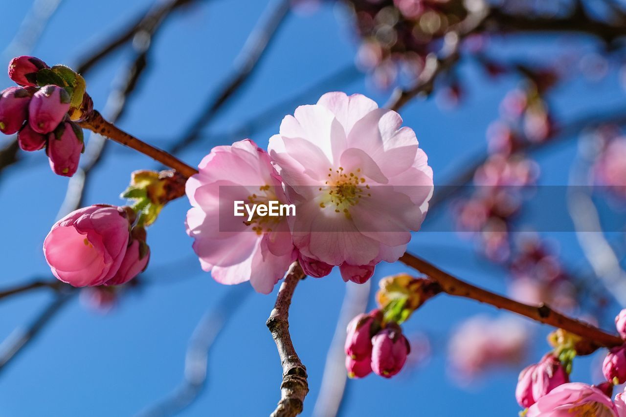plant, flower, flowering plant, freshness, blossom, beauty in nature, tree, branch, springtime, pink, fragility, nature, growth, close-up, spring, focus on foreground, produce, no people, petal, inflorescence, twig, flower head, sky, cherry blossom, outdoors, blue, fruit, cherry, food and drink, plum blossom, day, food, cherry tree, pollen, botany, bud, fruit tree, low angle view, macro photography, stamen