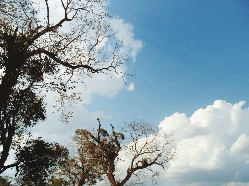 LOW ANGLE VIEW OF BARE TREES AGAINST SKY