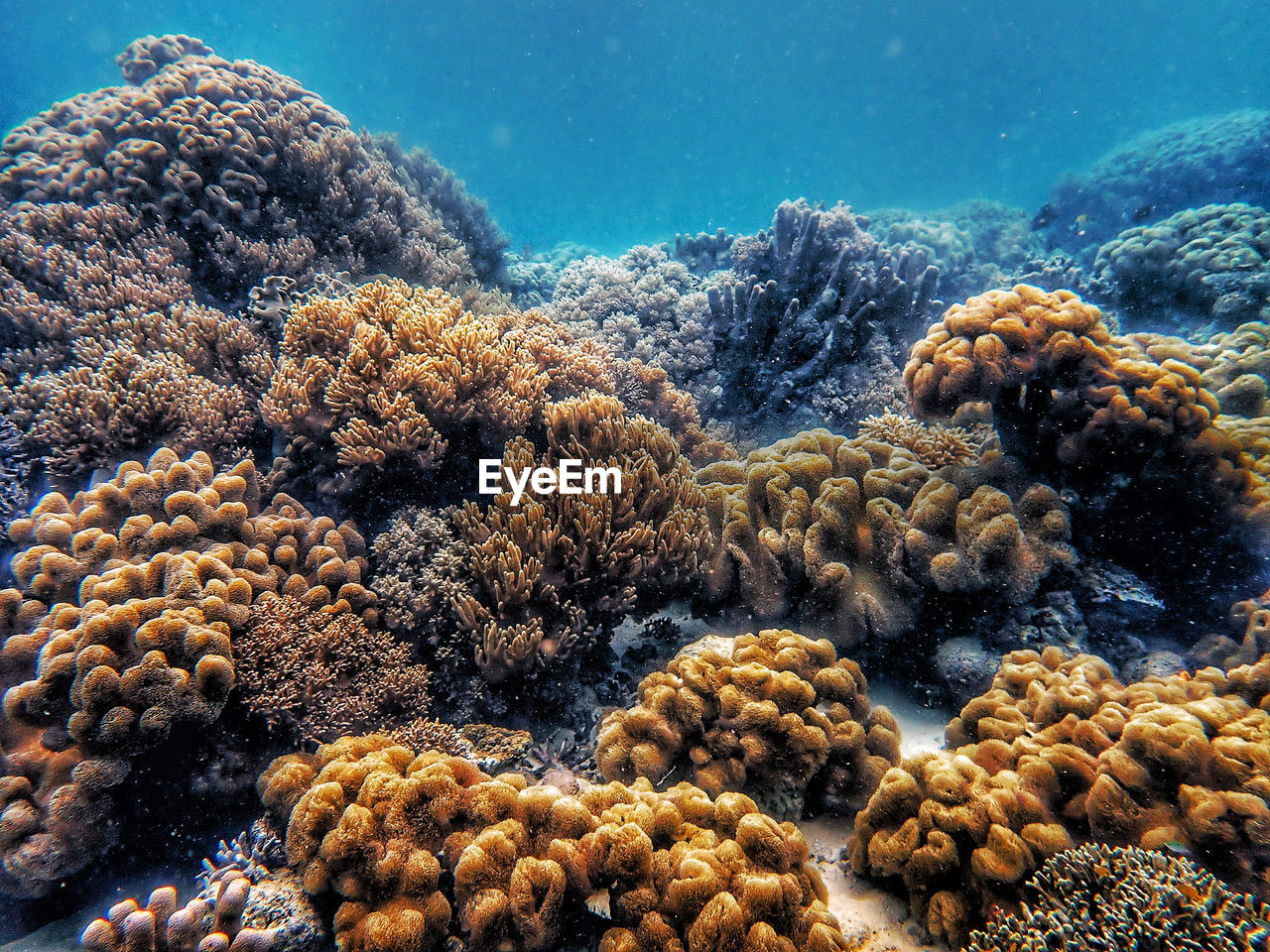 Landscape underwater