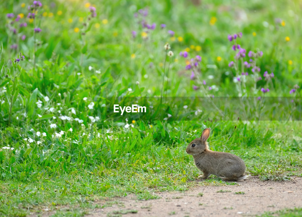 Wild baby european hare sits on green grass and looking at camera. purple yellow flowers background.
