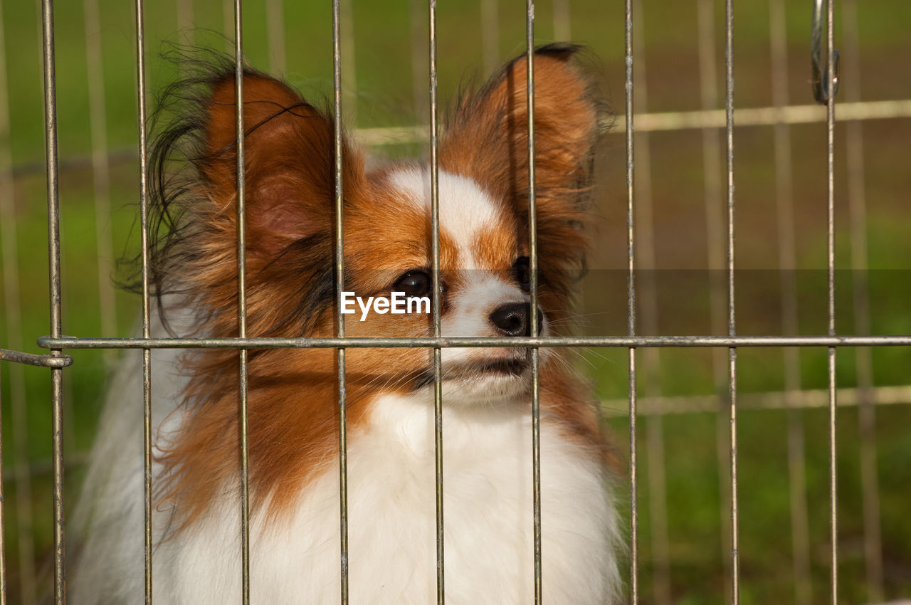 Close-up of dog in cage