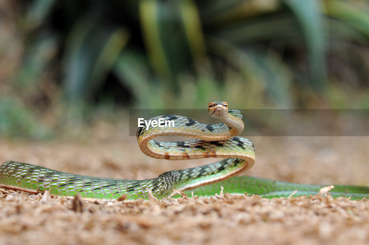 Close-up of snake on field