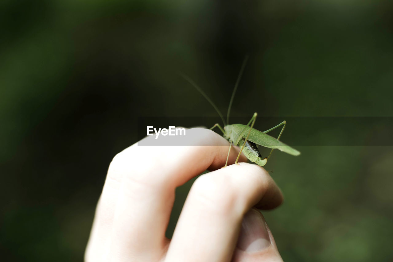 Close-up of insect on hand