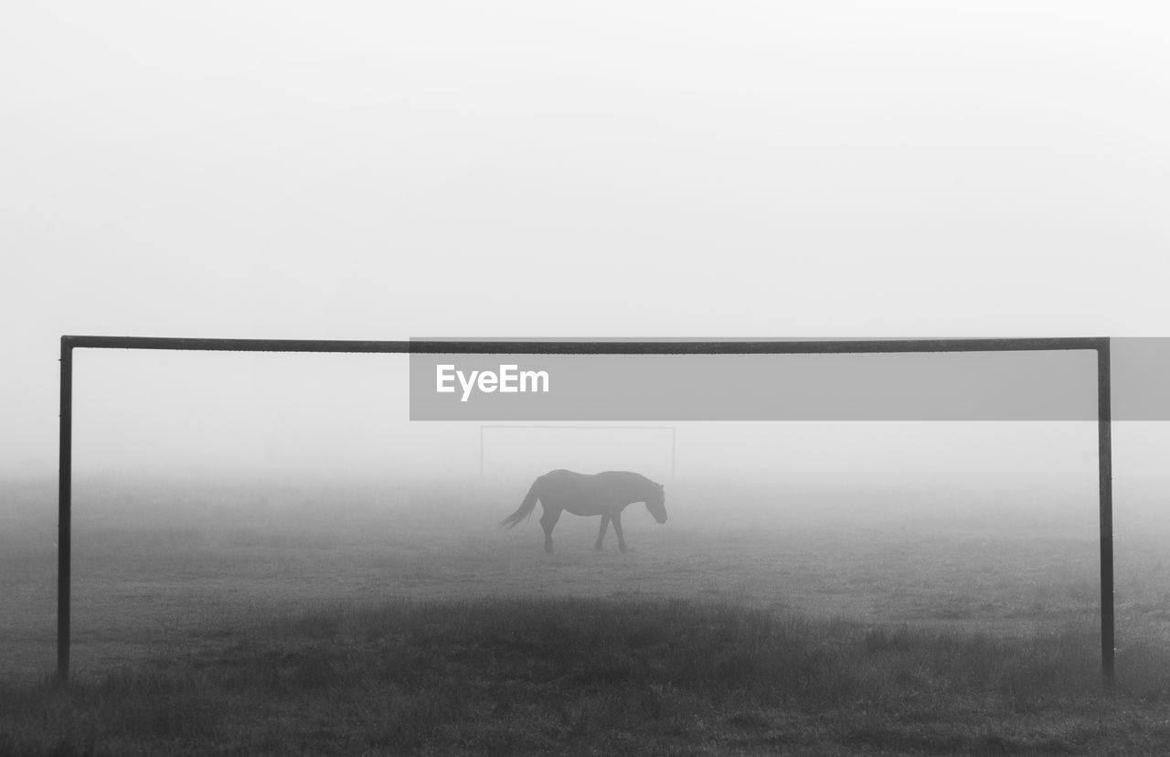 Horse standing on field against sky during foggy weather