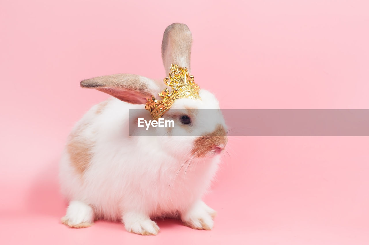 Close-up of a rabbit over pink background