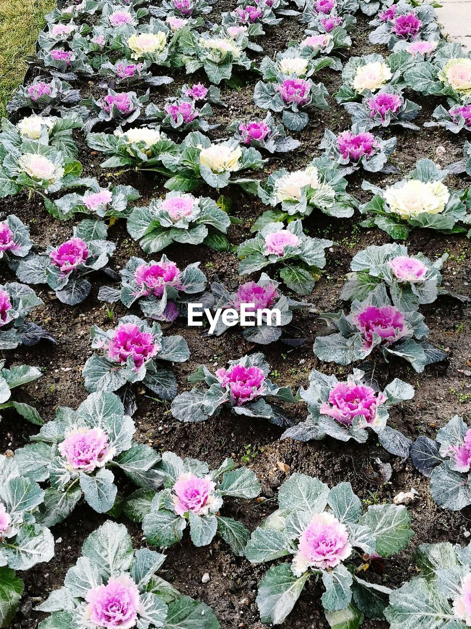 HIGH ANGLE VIEW OF PINK FLOWERS BLOOMING