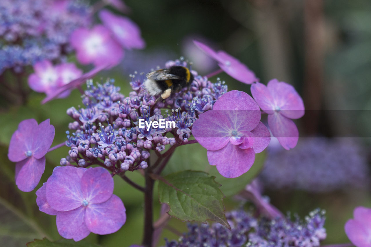 Close-up of bumblebee pollinating on purple hydrangeas