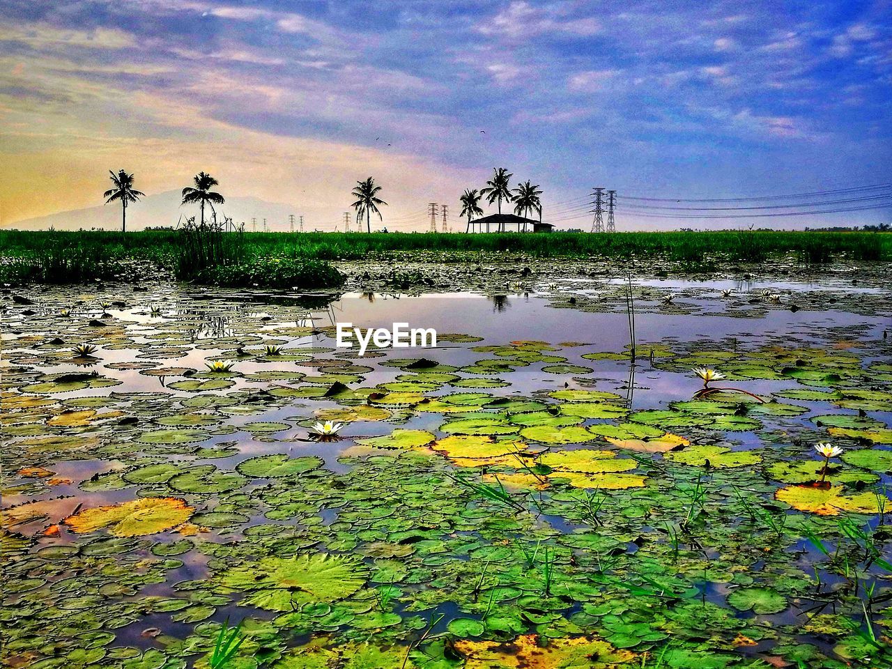 CLOSE-UP OF PLANTS AGAINST LAKE