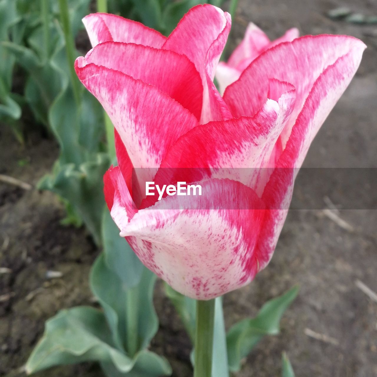 CLOSE-UP OF RED ROSE