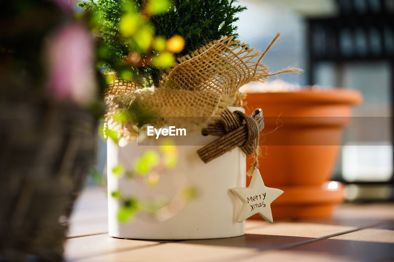 Close-up of plants decoration with merry christmas text