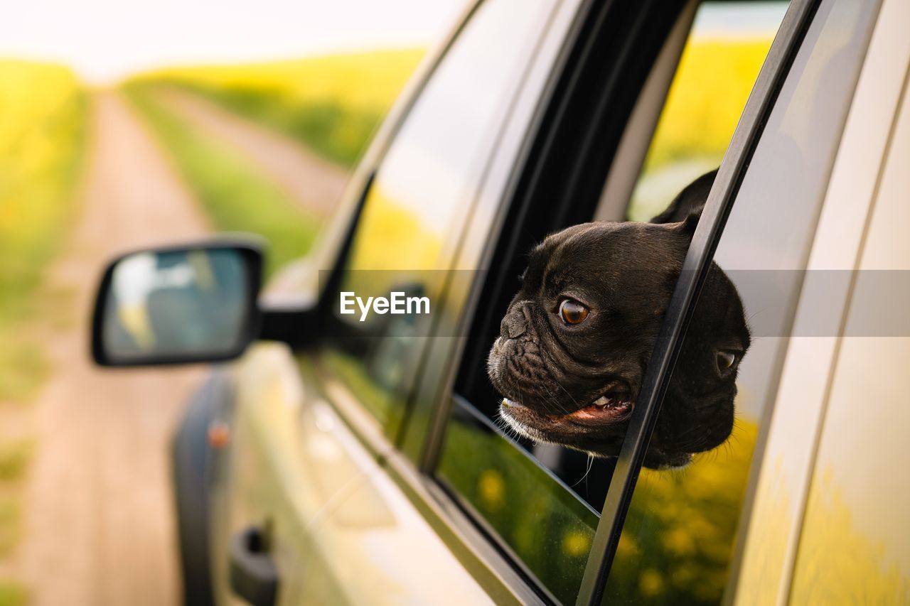 French bulldog dog looking through car window on rapseed field