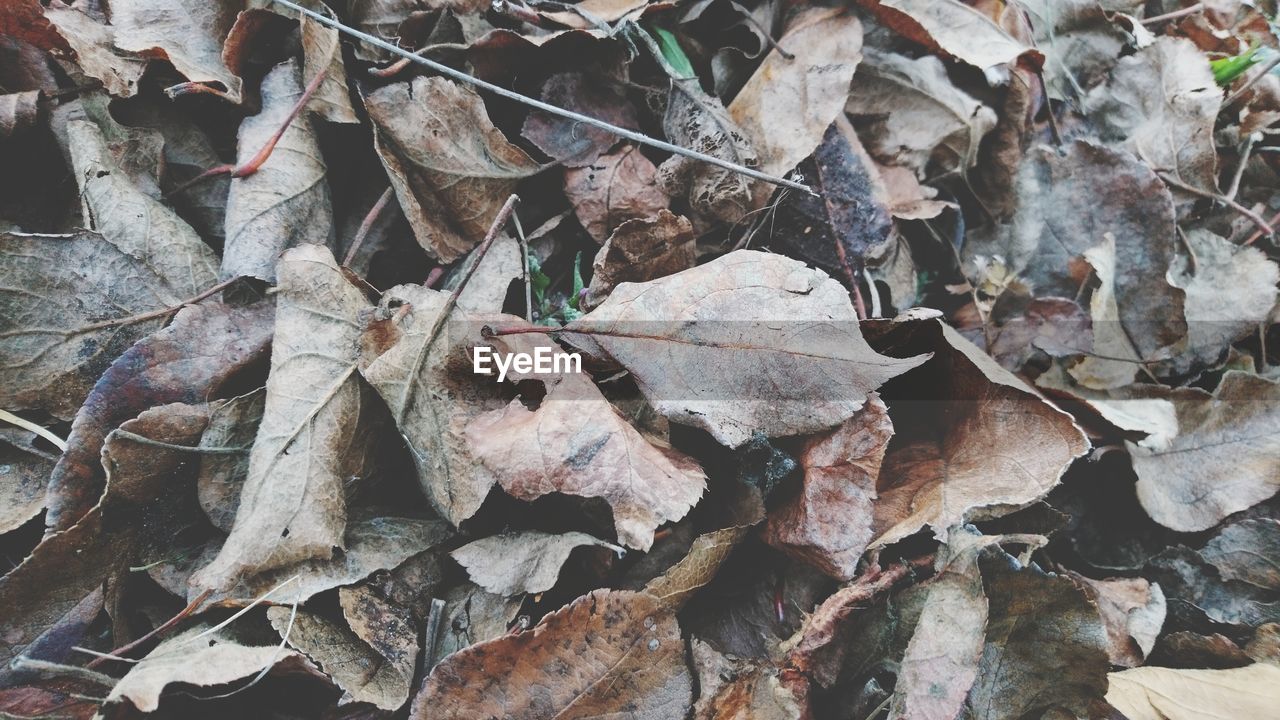 FULL FRAME SHOT OF DRIED LEAVES ON GROUND