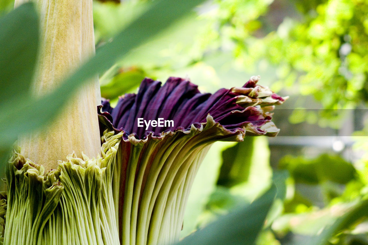 Close-up of purple flowering plant