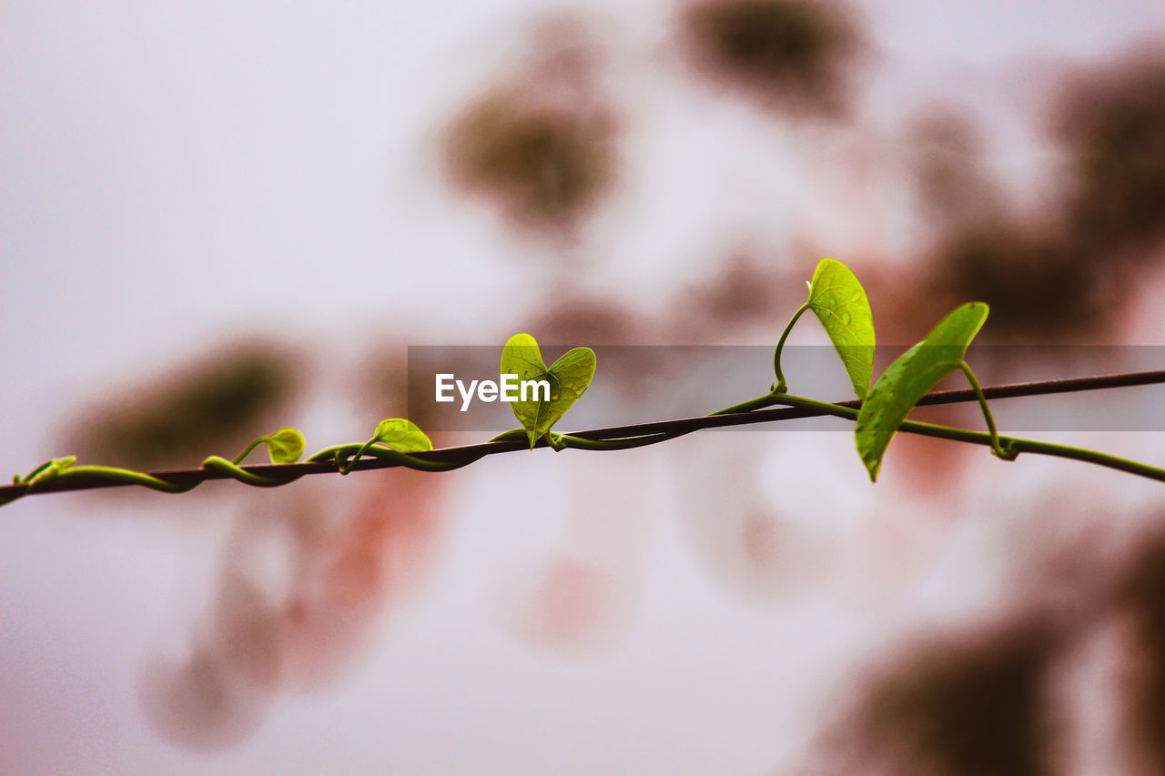 CLOSE-UP OF PLANT ON TWIG