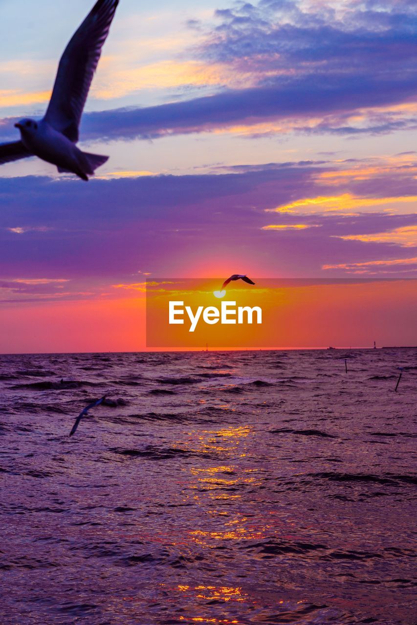 SEAGULL FLYING OVER SEA DURING SUNSET