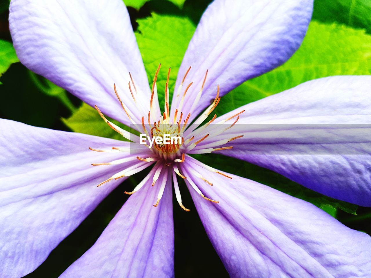 CLOSE-UP OF FLOWER