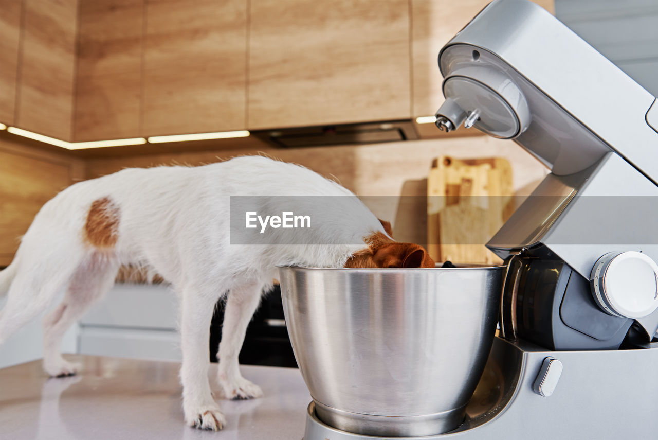 Dog put his head in the bowl of electric mixer