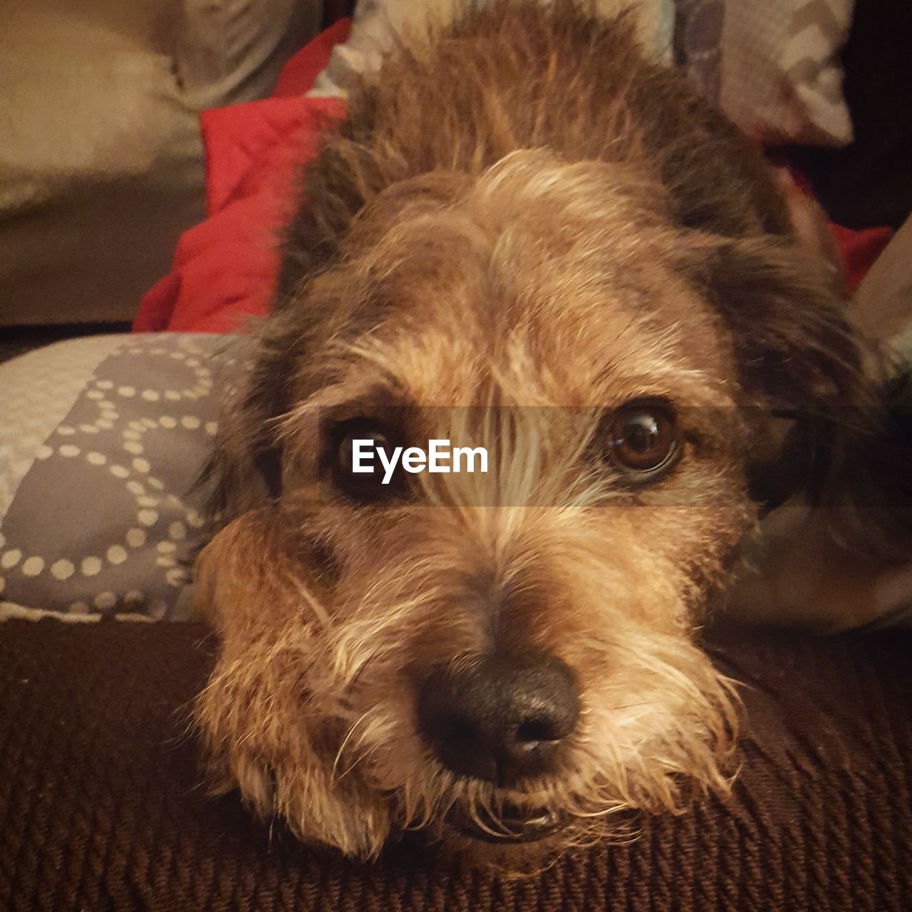 CLOSE-UP PORTRAIT OF DOG RELAXING ON FLOOR