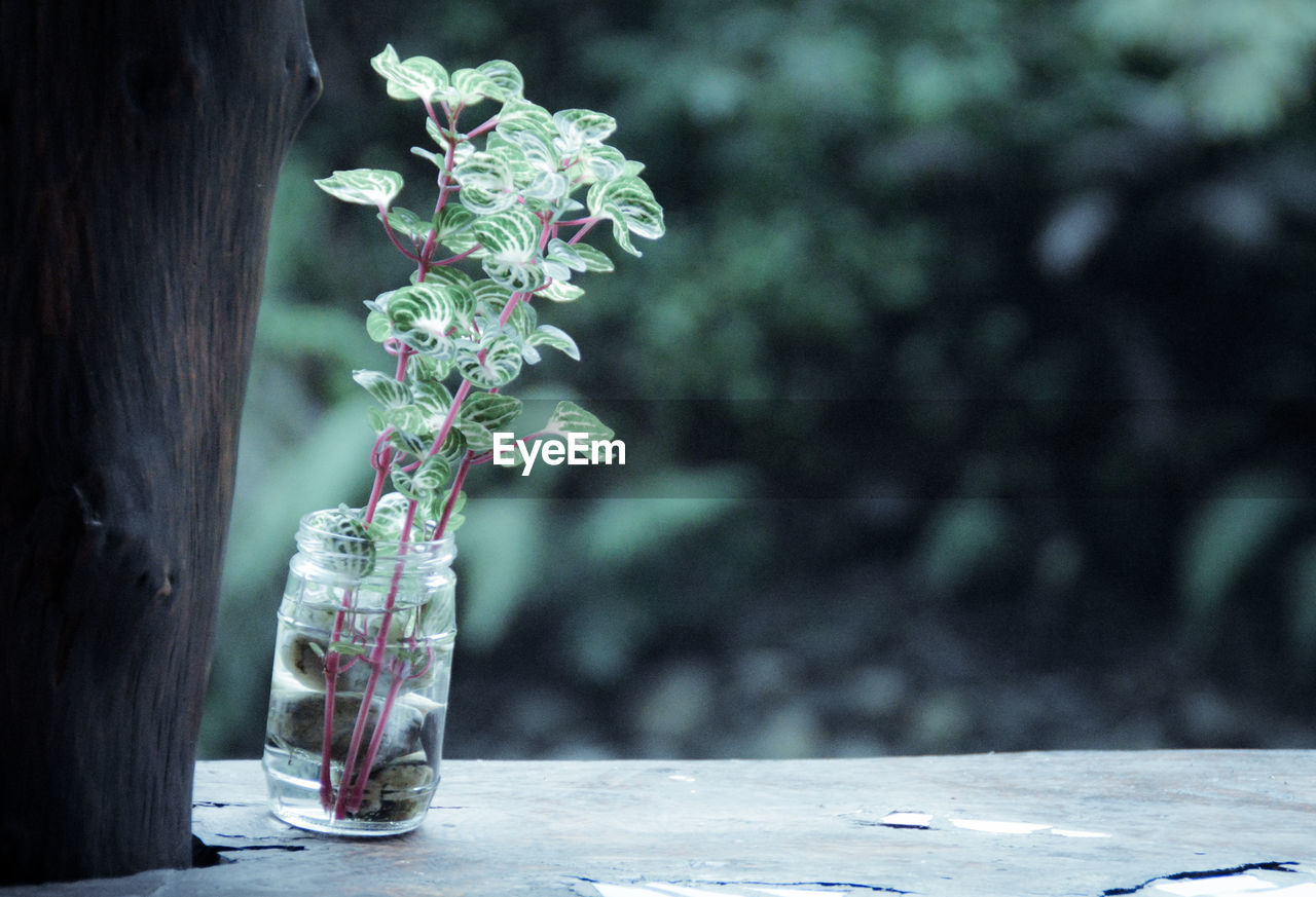 Close-up of plant in a recycled glass jar on table