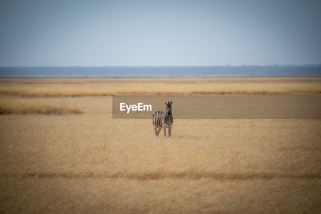 Plains zebra stands in grassland eyeing camera